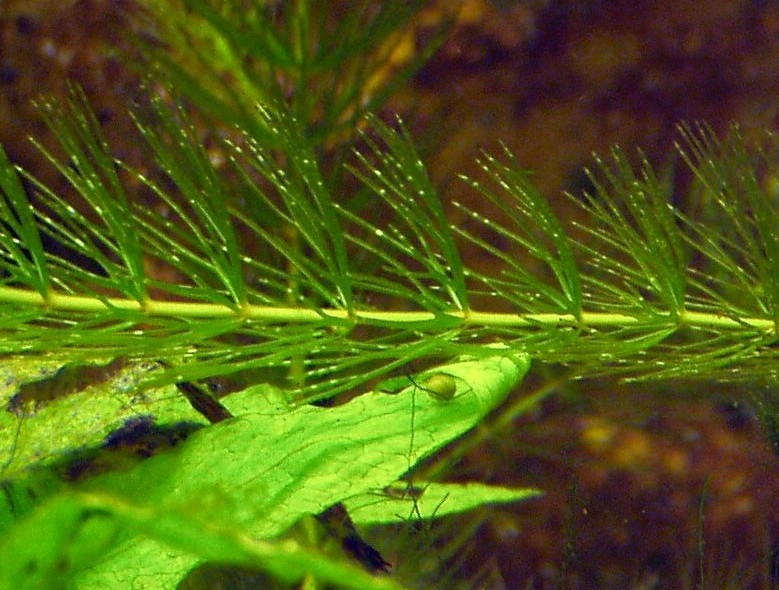 I Terracquari del Centro di Entomologia - Piombino (LI)